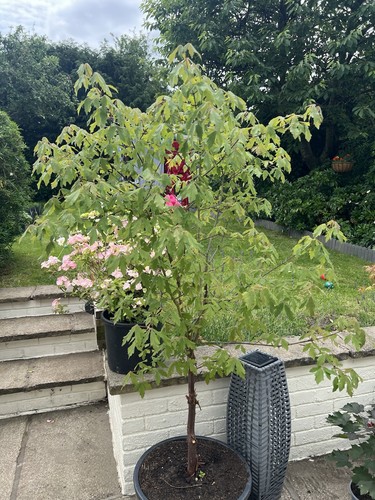 Japanese maple tree - japanese,